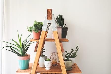 Ladder Plant Shelf Photo thumbnail