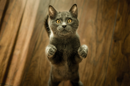 closeup photo of gray standing cat thumbnail
