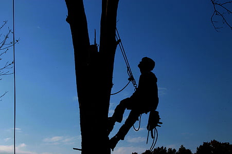 silhouette of man climbing on tree with harness thumbnail