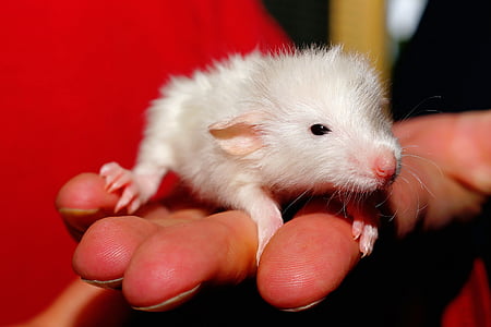 white mouse thumbnail