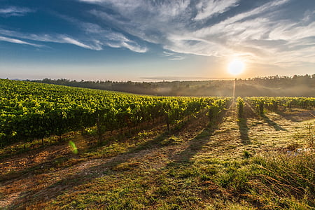 green farm with yellow sunrise and blue cloudy sky thumbnail