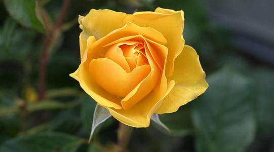 yellow flower thumbnail