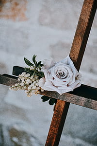 white rose on brown wooden stick thumbnail