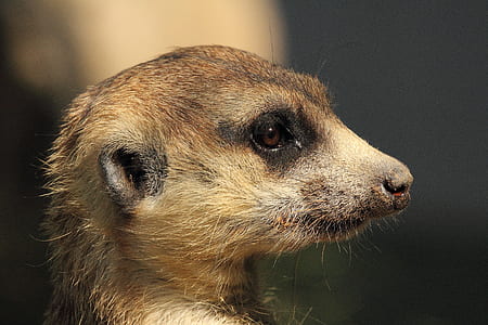 selective focus photography of brown animal thumbnail