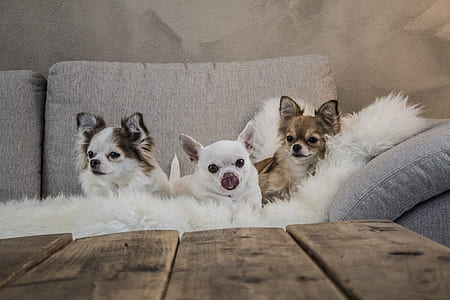 photo of three puppies on sofa near wooden table thumbnail