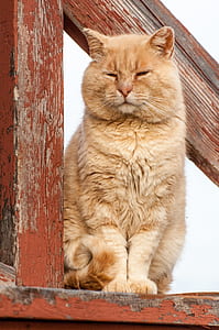 orange cat thumbnail