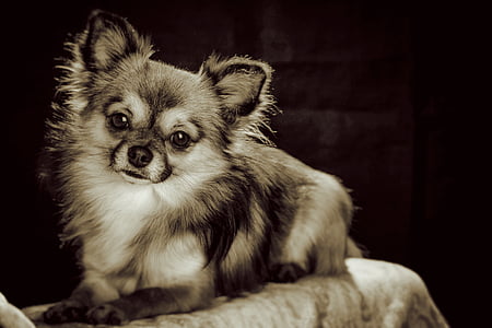 Chihuahua puppy greyscale photography thumbnail