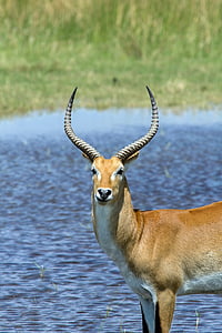brown antelope near body of water thumbnail