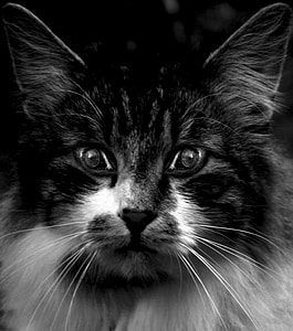 grayscale photo cat thumbnail