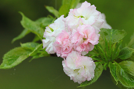 Flower, Cherry Blossoms thumbnail
