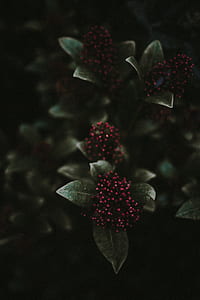 closeup photo of red flower buds thumbnail