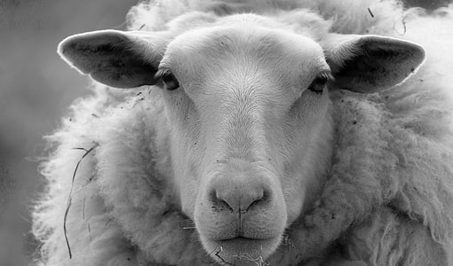 shallow focus photography of white sheep thumbnail