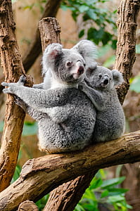 koala bears on tree branches thumbnail