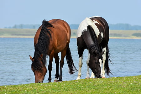 two brown and white horse near body of water during daytime thumbnail