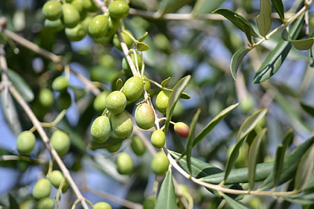 green fruit thumbnail