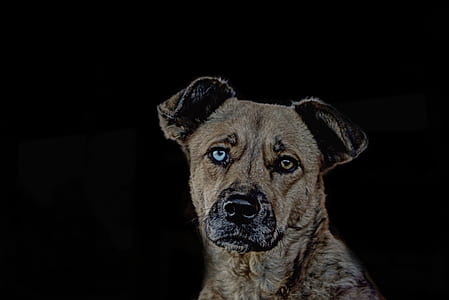 medium short-coated tan dog on focus photo thumbnail