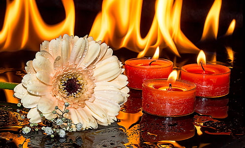 peach-colored Gerbera daisy flower with water droplets beside three red lighted tealight candles thumbnail