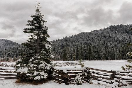 green pine tree covered with snows thumbnail