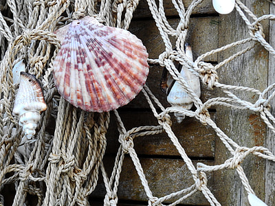seashells on beige rope net thumbnail