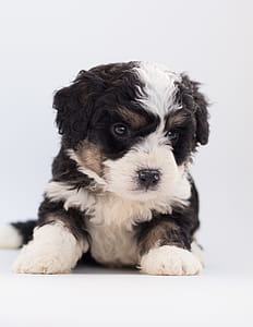 Black and White Poodle Puppy thumbnail