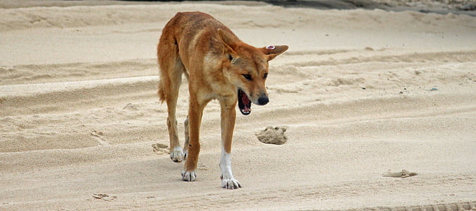 adult fawn dingo on the brown field thumbnail