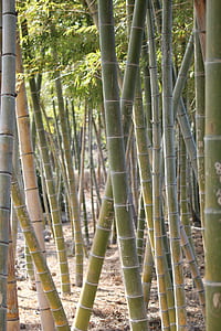 bamboo stalks on ground at daytime thumbnail