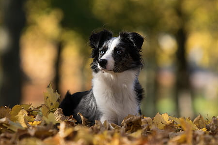 selective focus photography of adult black and white Border collie thumbnail
