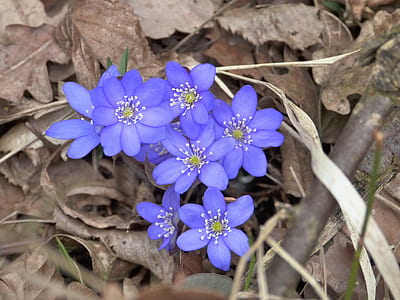 photo of purple petaled flower thumbnail