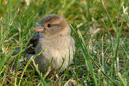 photography of brown bird on green grass thumbnail