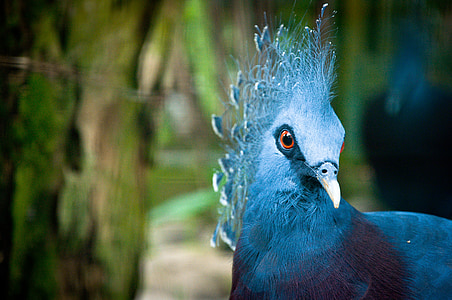 selective focus photography of blue peacock thumbnail