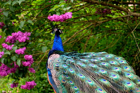 nature, bird, flowers, blue thumbnail