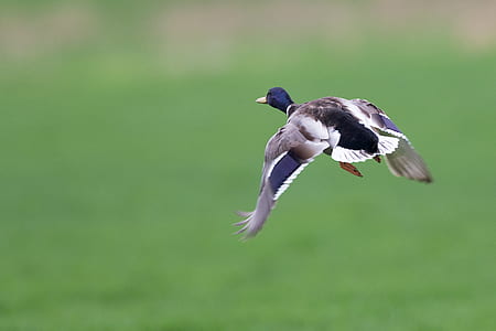 shallow focus photography of flying duck thumbnail