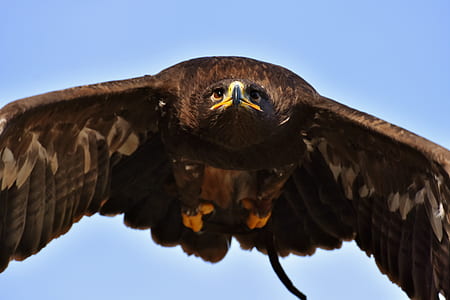 shallow focus photography of brown hawk thumbnail