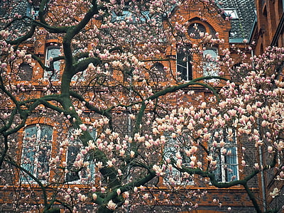 pink blossom tree in front of brown building thumbnail