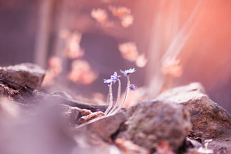 selective focus photography of purple flowers thumbnail