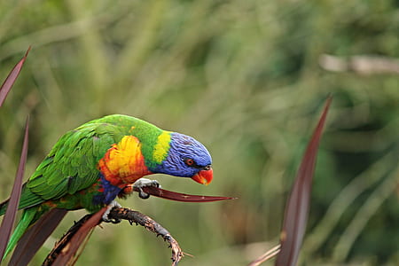 selective focus photography of rainbow lorikeet thumbnail