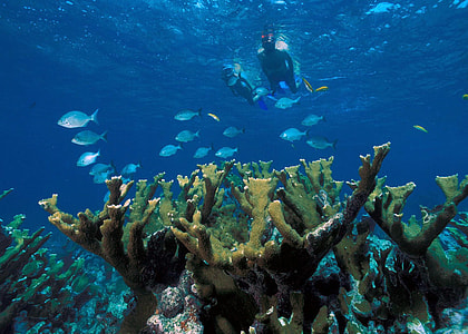 two divers in sea thumbnail