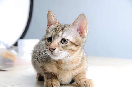 silver tabby kitten thumbnail