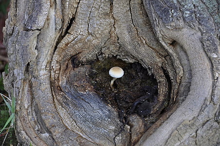 white mushroom on gray tree trunk thumbnail