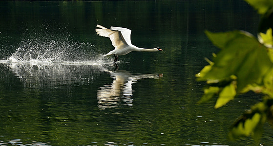 white duck floating on water thumbnail
