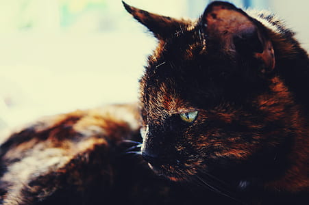 animal, pet, cute, blur thumbnail