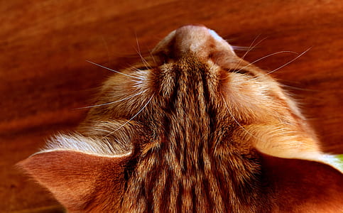 brown tabby cat closeup photography thumbnail