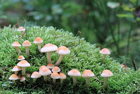 shallow photography of white mushrooms thumbnail