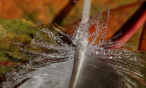 shallow focus photography of grey feather thumbnail