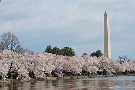 landscape photography of Cherry Blossom and Obelisk thumbnail