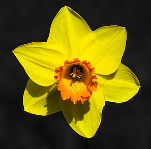 yellow and orange daffodil flower in close up photography thumbnail