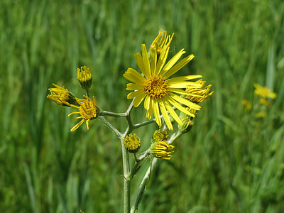 Jacobaea Paludosa, Senecio Paludosus thumbnail