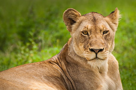 female lion closeup photography thumbnail