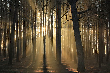 forest, woodland, tree, mist thumbnail