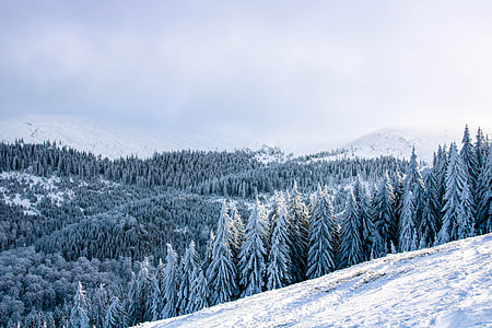 snow covered pine trees thumbnail